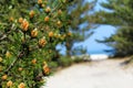 Young cones on a pine tree in Hel, Poland.