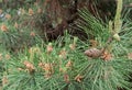 Young cones on the Pinia pine. Mediterranean pine or Italian pine