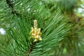 Young cones on a Pinus nigra, Austrian pine or black pine. Beautiful long needles and bokeh Royalty Free Stock Photo