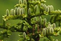 Young Cones Of A Red Spruce, Picea Rubens, Adirondack Forest Preserve , New York, USA Royalty Free Stock Photo