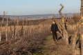 Young confident man in black clothes walks among his old garden, sawed apple trunkes