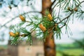 Young conifer branches. Fir-tree background Royalty Free Stock Photo