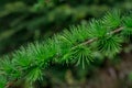 Young conifer branches. Fir-tree background Royalty Free Stock Photo