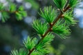 Young conifer branches. Fir-tree background Royalty Free Stock Photo