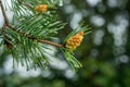 Young conifer branches. Fir-tree background Royalty Free Stock Photo