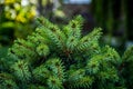 Young conifer branches. Fir-tree background. Royalty Free Stock Photo