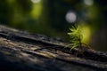 Young conifer grows on a tree stump Royalty Free Stock Photo