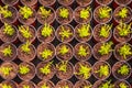 Young conifer sprouts in pots Royalty Free Stock Photo