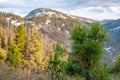 Young conifer spruce with shoots on a background of blurry mountains