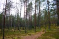 Young coniferous forest on an autumn cloudy day