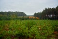 Young coniferous forest, in the colors of autumn