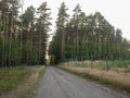 Young coniferous forest nursery behind wooden fence