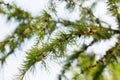 Young coniferous spruce branches with small seed