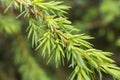 young coniferous tree branch on a blurred greenery background Royalty Free Stock Photo
