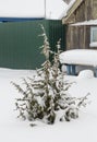 A young coniferous tree covered with a beautiful blanket of freshly fallen snow. A small portrait of a Christmas tree Royalty Free Stock Photo