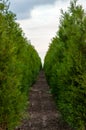 Young coniferous trees standing in a row.