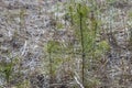 Young conifers in spring on a background of dry grass