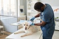 Young contemporary vet clinician in blue uniform examining sick dog Royalty Free Stock Photo