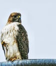 Young Cooper`s Hawk in Adverse Conditions