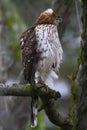 Young Cooper`s Hawk with Beak Wide Open Royalty Free Stock Photo