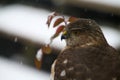 Young Cooper`s Hawk Close-up Profile