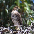 A young Cooper`s Hawk on dead tree