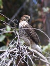 A young Cooper`s Hawk on dead tree