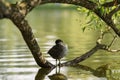 Young coot bird on a tree branch in water Royalty Free Stock Photo