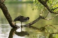 Young coot bird on a tree branch in water Royalty Free Stock Photo