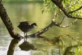 Young coot bird on a tree branch in water Royalty Free Stock Photo