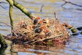 Young coot chicks alone on the nest