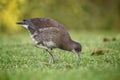 Young coot seaking after food