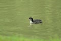 Young coot water bird