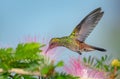 Young glittering Copper-rumped hummingbird feeding on a tropical flower Royalty Free Stock Photo