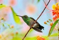 A young Copper-rumped hummingbird, preparing to fight
