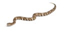 Young Copperhead snake or highland moccasin
