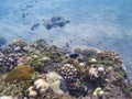 Young coral reef on seabottom. Exotic island shore shallow water.