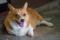 Young Corgi dog happiness in thailand Royalty Free Stock Photo
