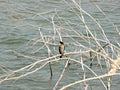 Young cormorant