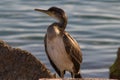 Young cormorant on rock of the fishing port of Villajoyosa
