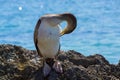 Young cormorant on the sea