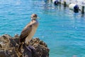 Young cormorant on the sea