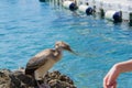 Young cormorant on the sea