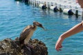 Young cormorant on the sea