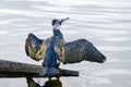 Young cormorant with spread wings sitting at the river danube.