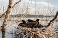 Young cormorants in a nest