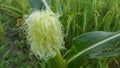 Young corn blooms on a green stalk