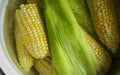 Young corn is boiled in a saucepan. Heads of corn for lunch. Raquel variety, two-tone corn, sweet, in a pot of leaves.