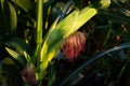 Young corn cob with leaves on the stalk . Isolated in the garden Royalty Free Stock Photo