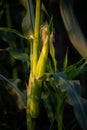 Young corn cob with leaves on the stalk . Isolated in the garden Royalty Free Stock Photo